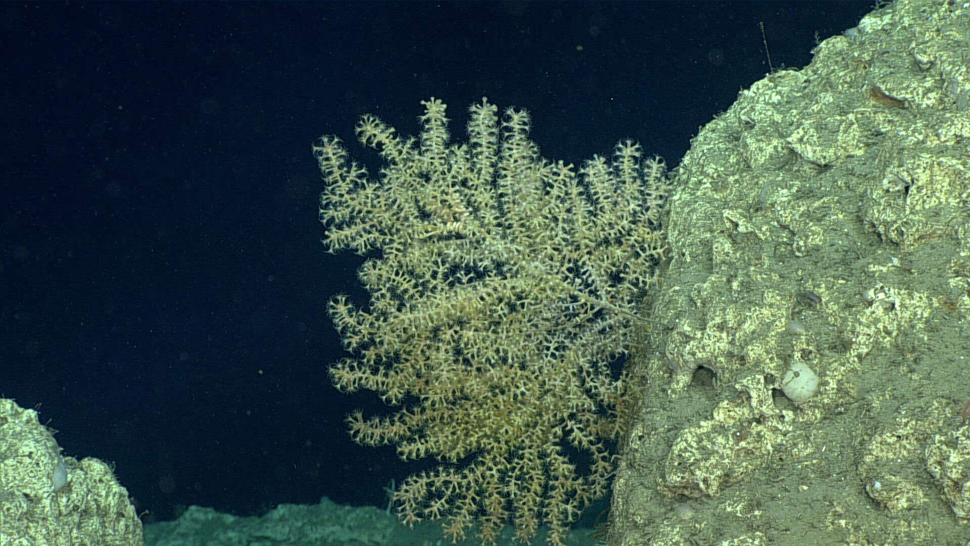 Image de corail à armure