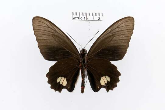 Image of Parides cutorina (Staudinger 1898)