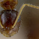 Image of Camponotus corniculatus Wheeler 1934