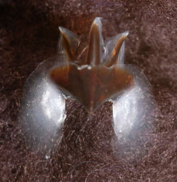 Image of Lepidoteuthis Joubin 1895