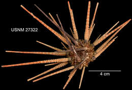 Image of Hawaiian sea urchin