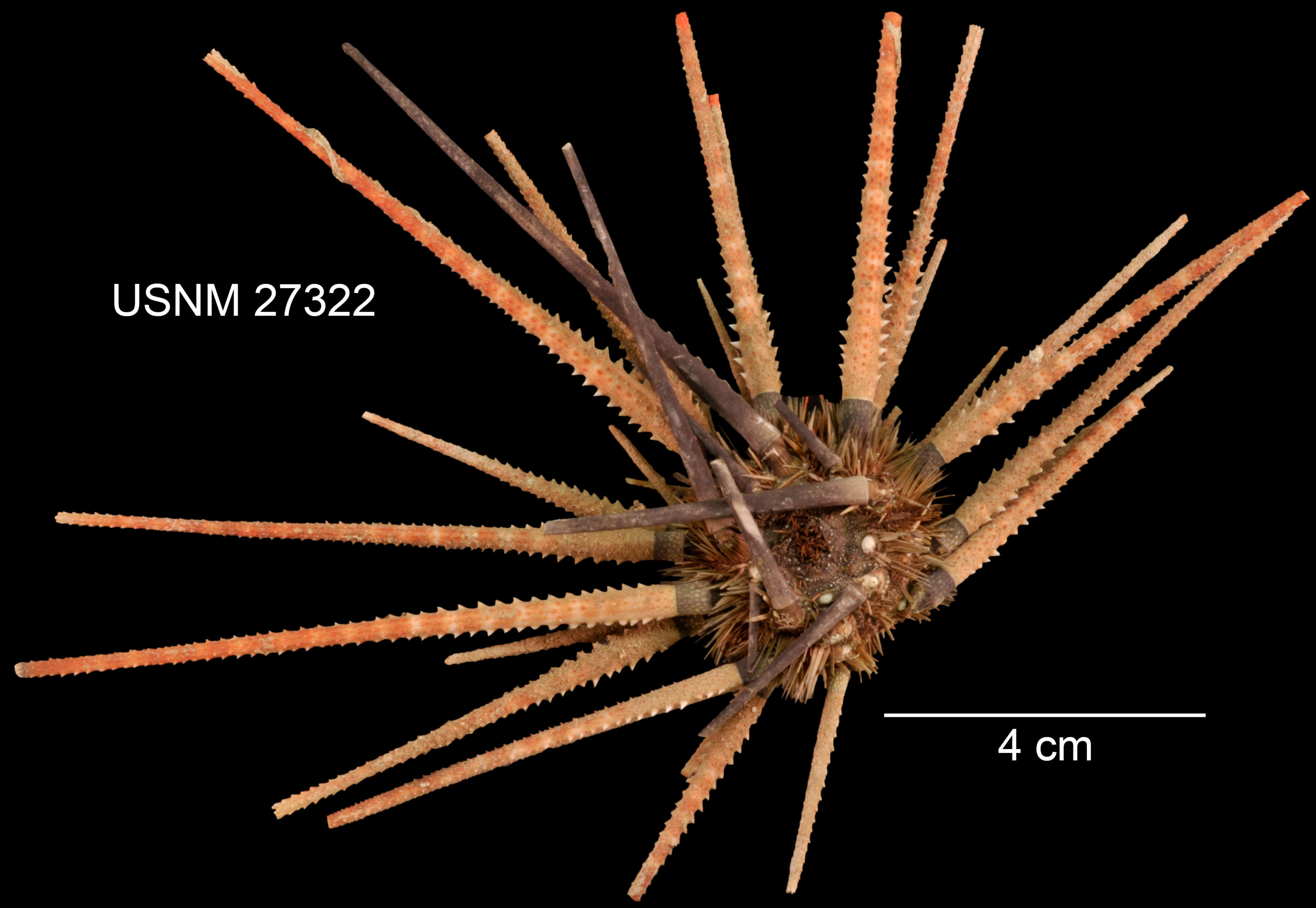 Image de Prionocidaris hawaiiensis (A. Agassiz & H. L. Clark 1907)