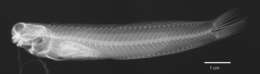 Image of Istiblennius rodenbaughi Schultz & Chapman 1960