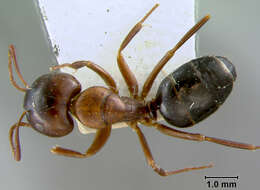 Plancia ëd Camponotus caryae (Fitch 1855)