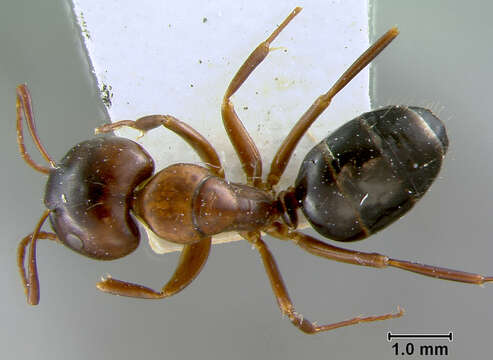 Image of Camponotus caryae (Fitch 1855)