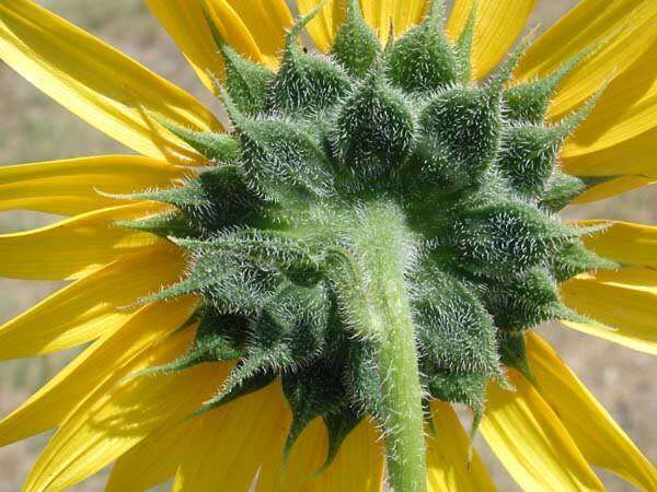 Image of common sunflower