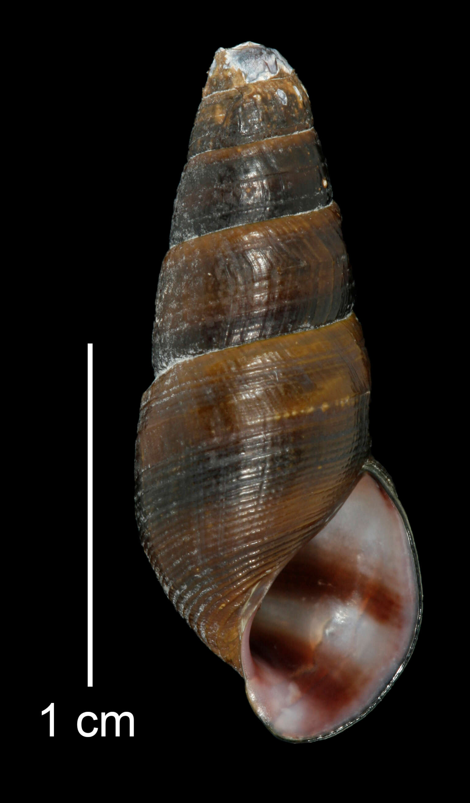 Image of Juga plicifera (I. Lea 1838)