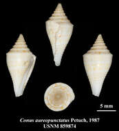 Image of Conus aureopunctatus Petuch 1987