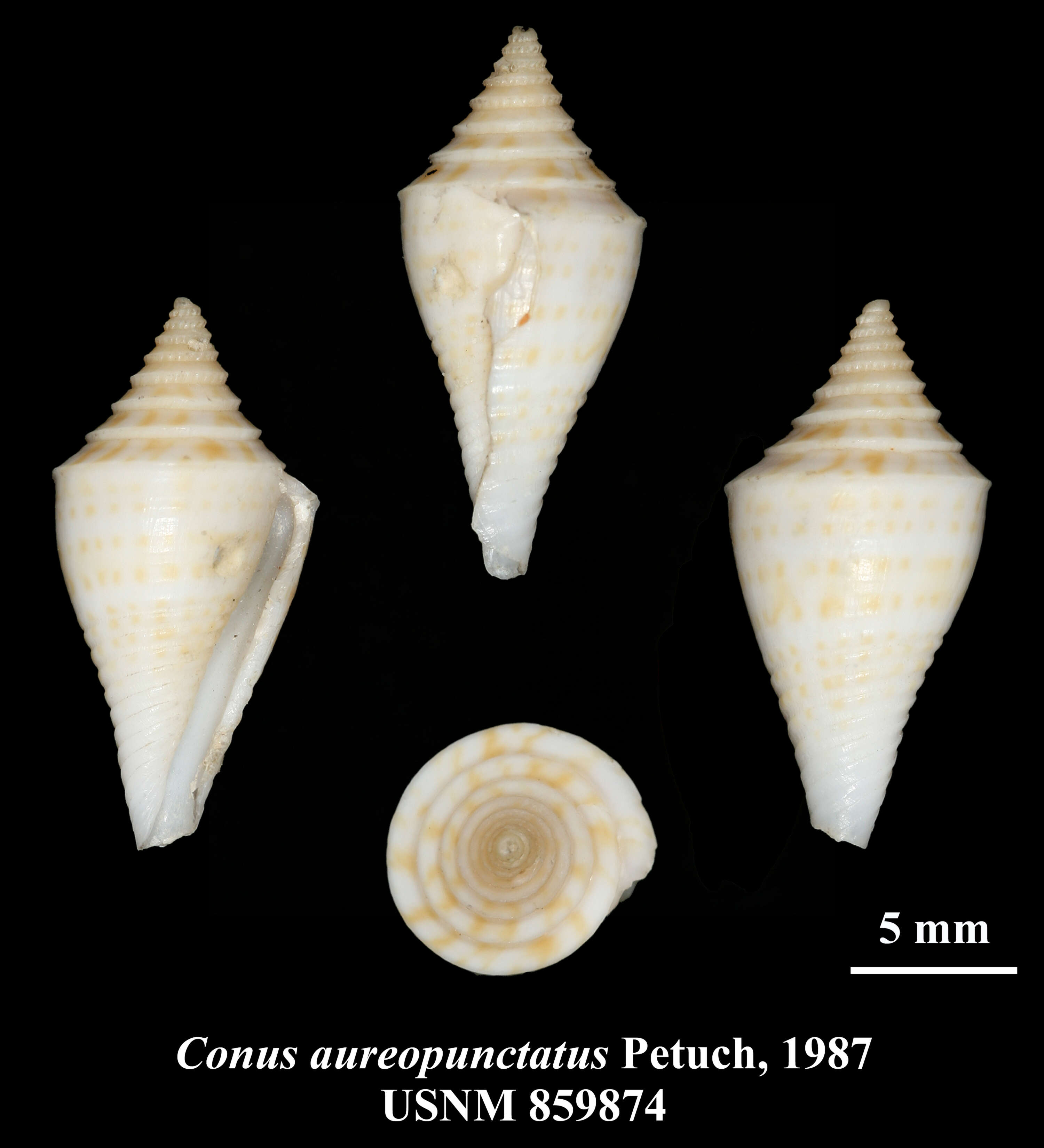 Image of Conus aureopunctatus Petuch 1987