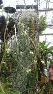 Dendrobium bowmanii Benth. resmi