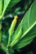 Image of Columnea pulcherrima C. V. Morton