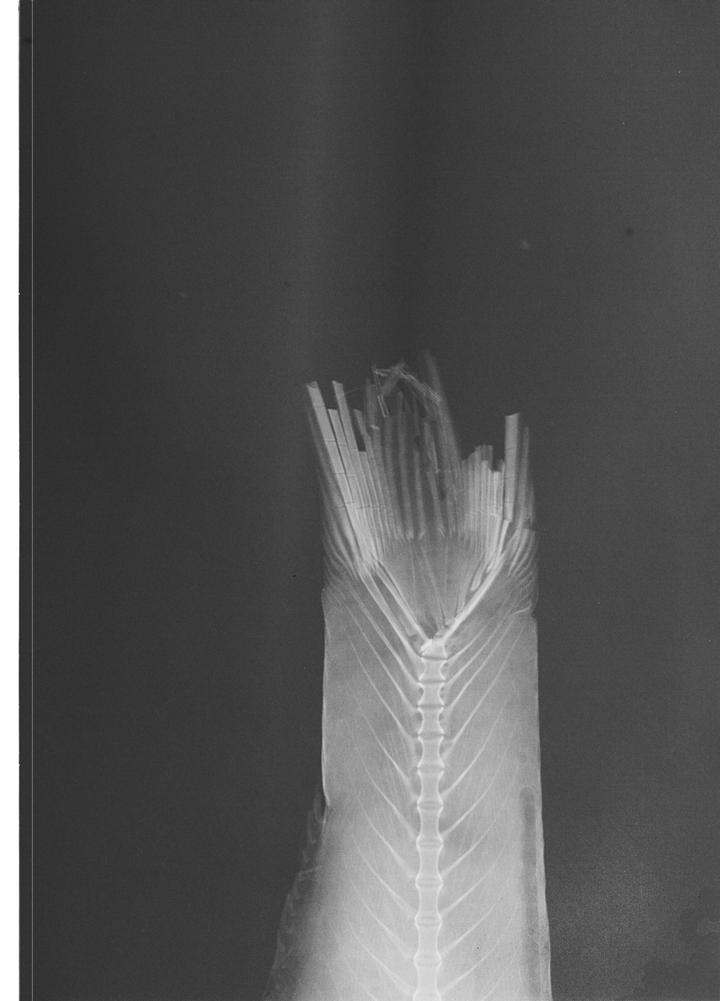 Image of Blackburn&#39;s anchovy