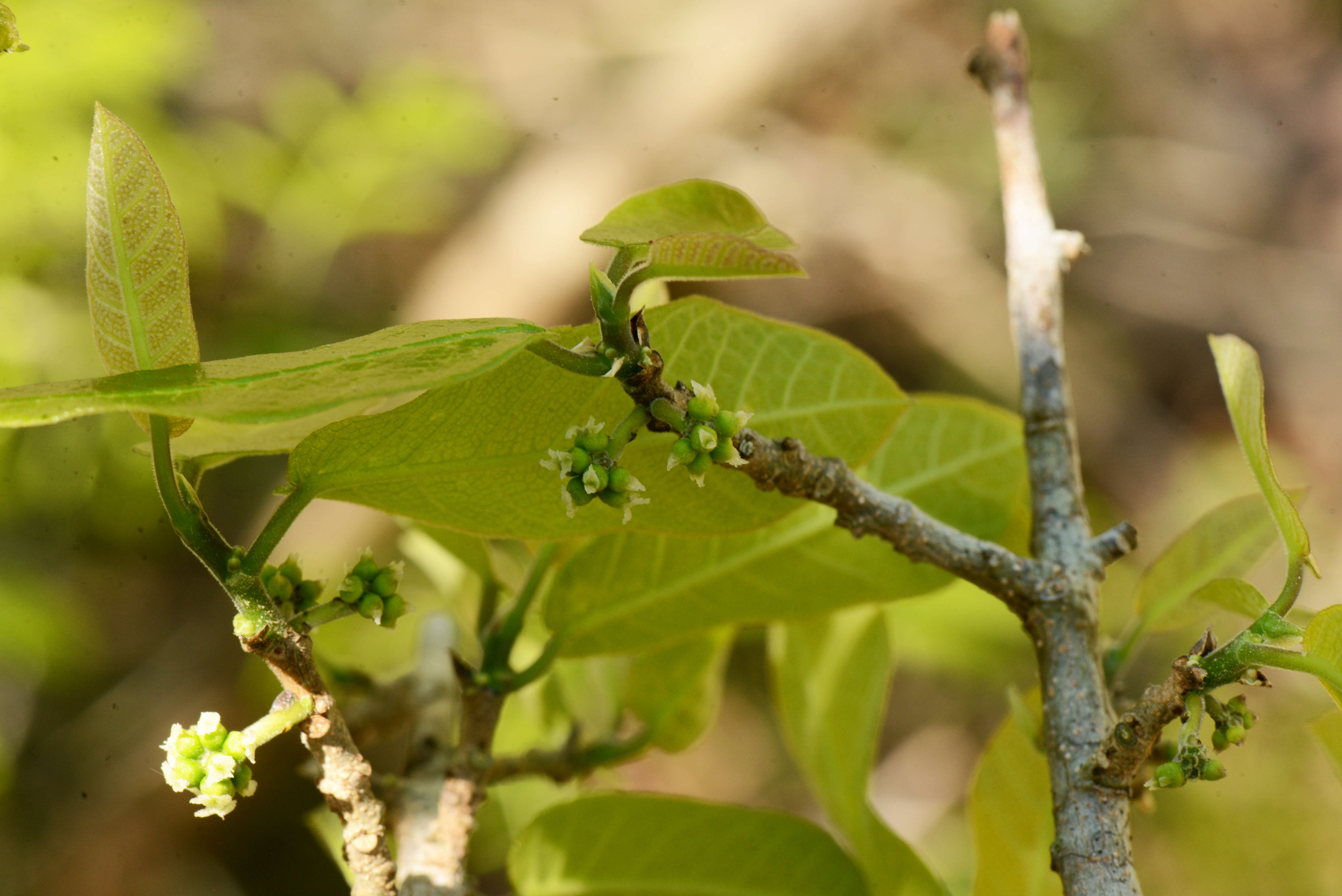 Imagem de Moraceae