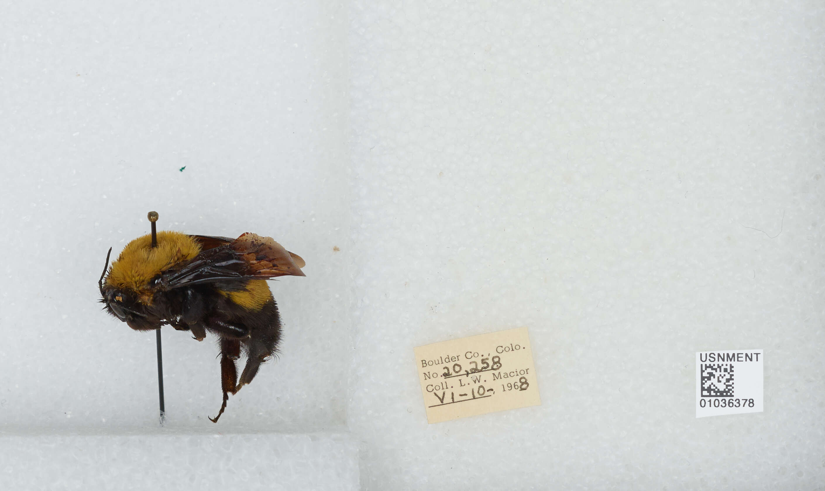 Image of Morrison Bumble Bee