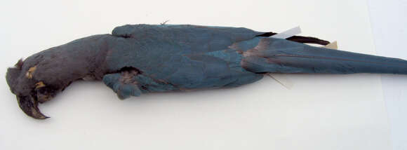 Image of Glaucous Macaw