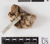 Image of Uinta ground squirrel