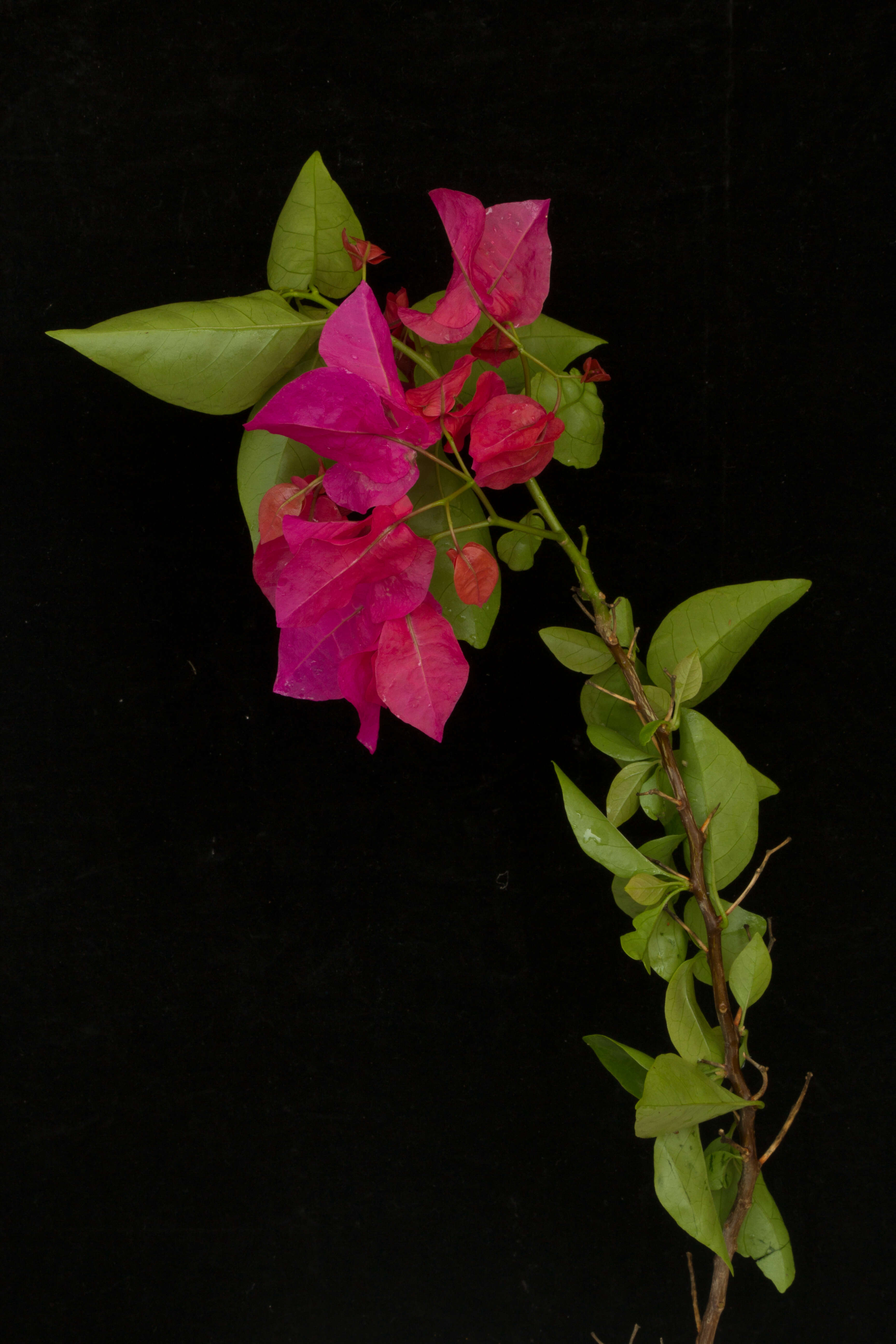 Image of great bougainvillea