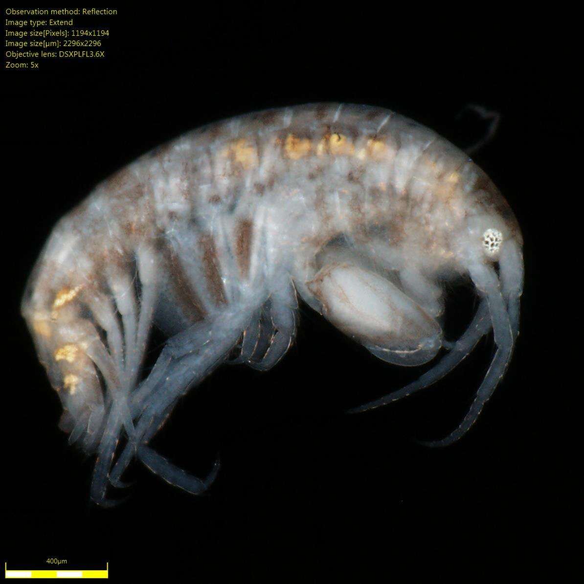 Image of Amphipoda