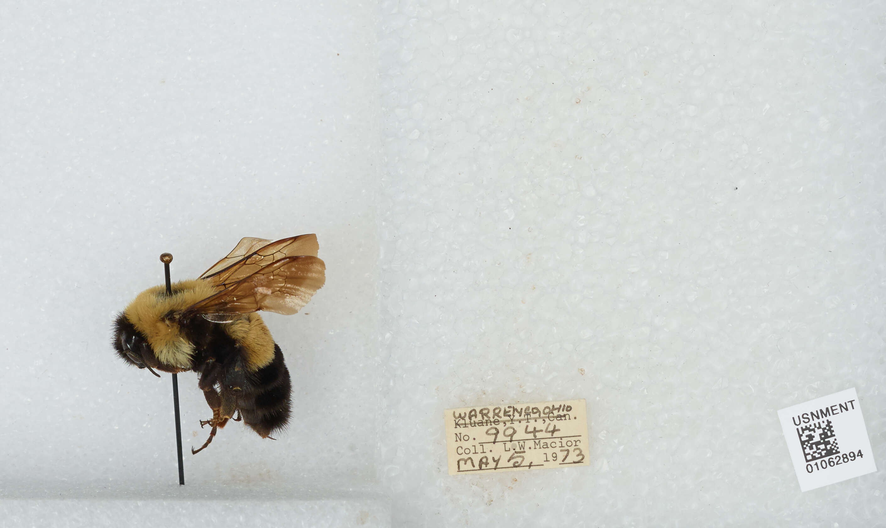 Слика од Bombus affinis Cresson 1864