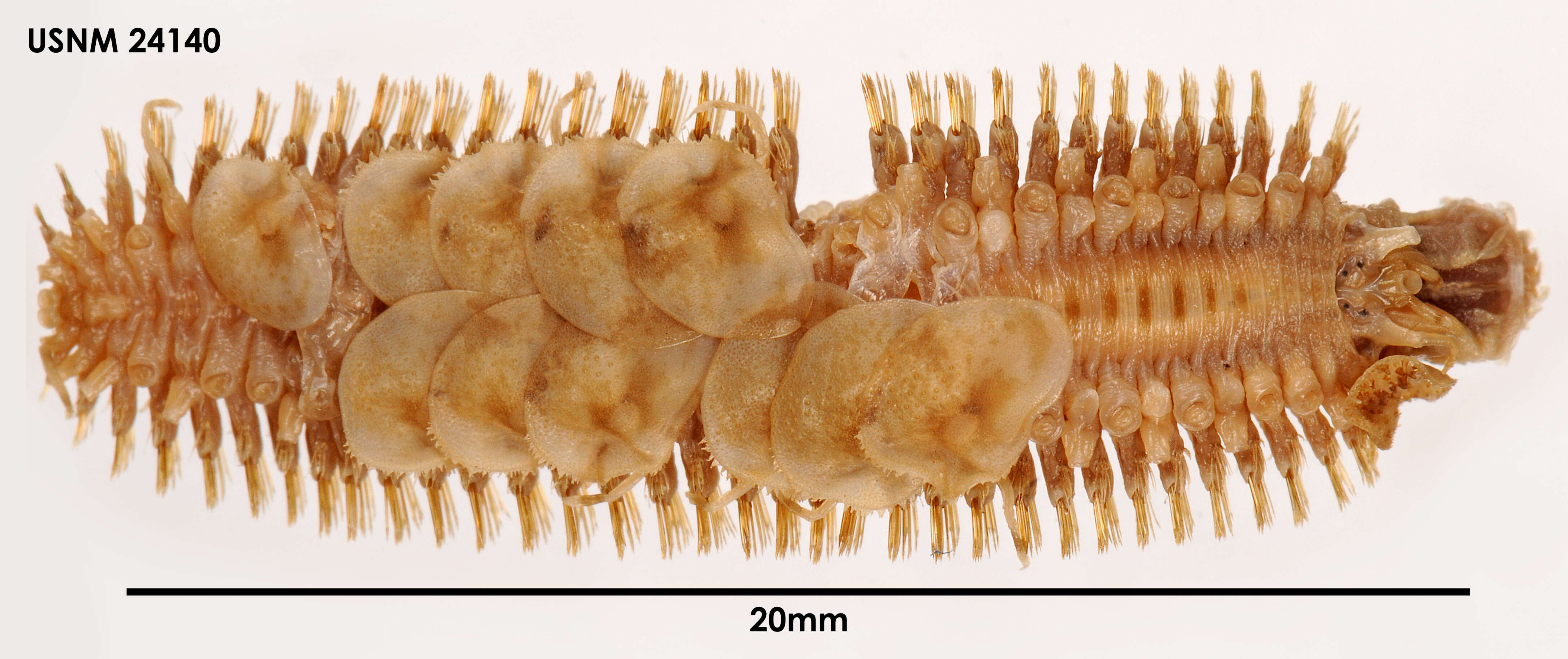 Image of Halosydna patagonica Kinberg 1856