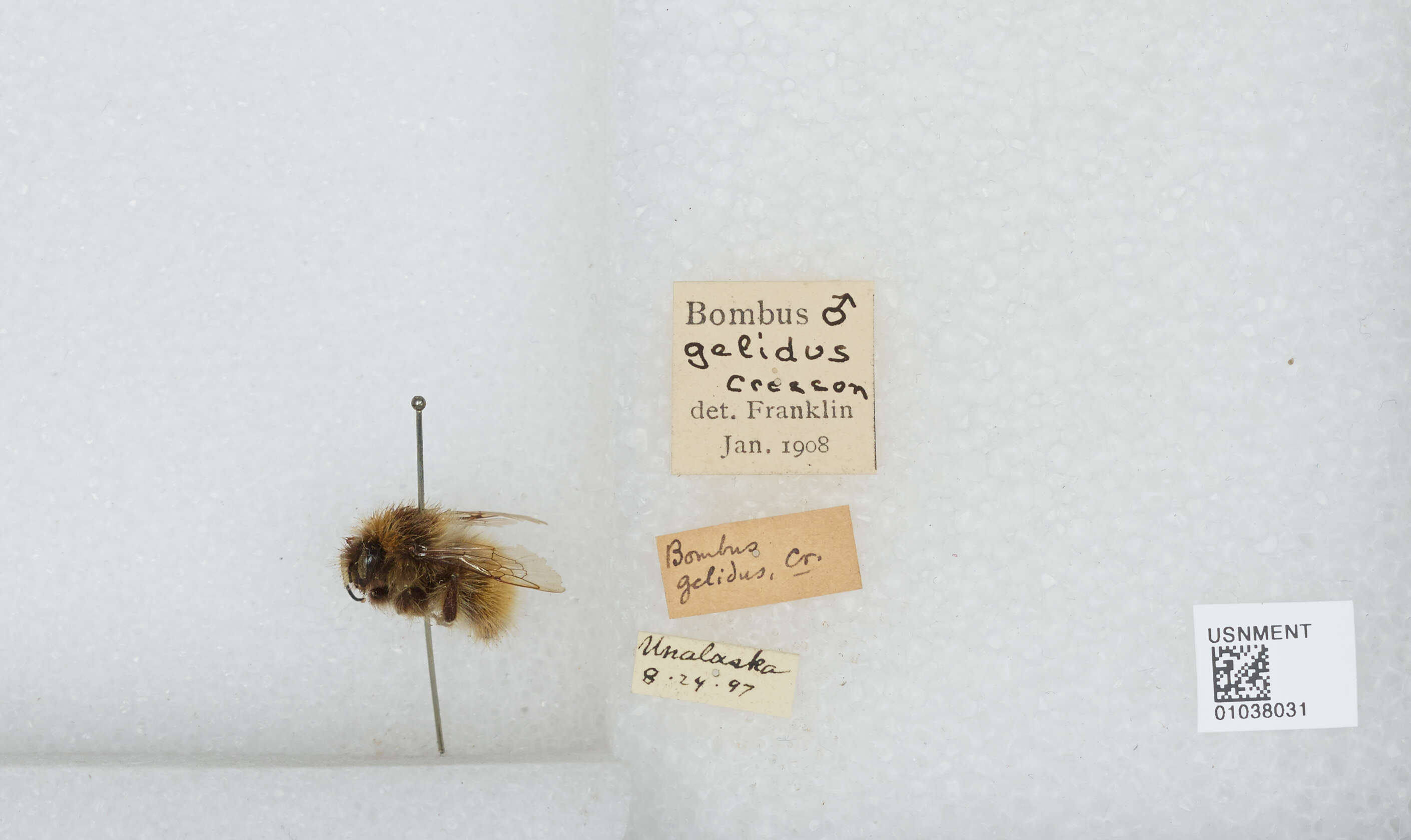 Image de Bombus sylvicola Kirby 1837