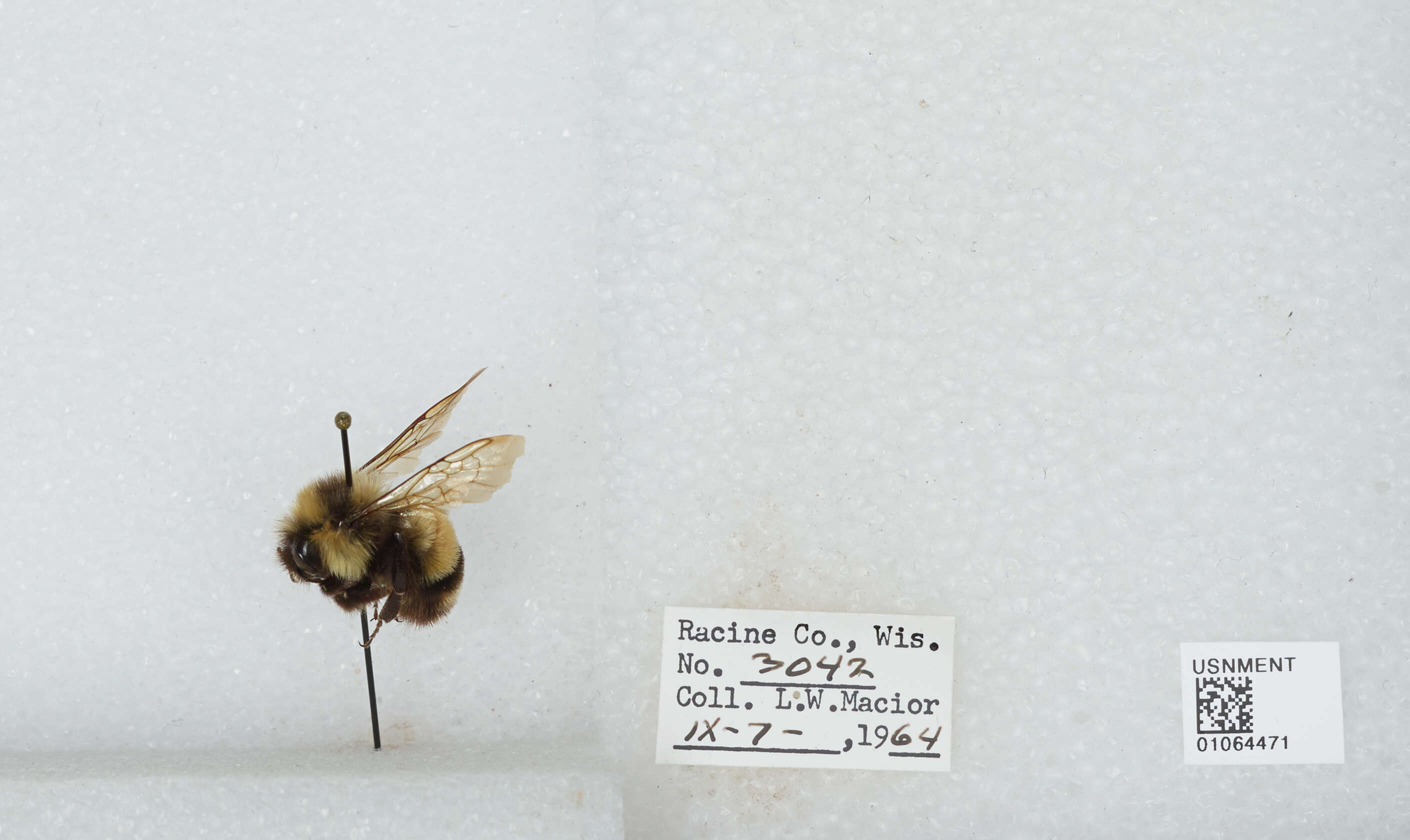 Слика од Bombus affinis Cresson 1864