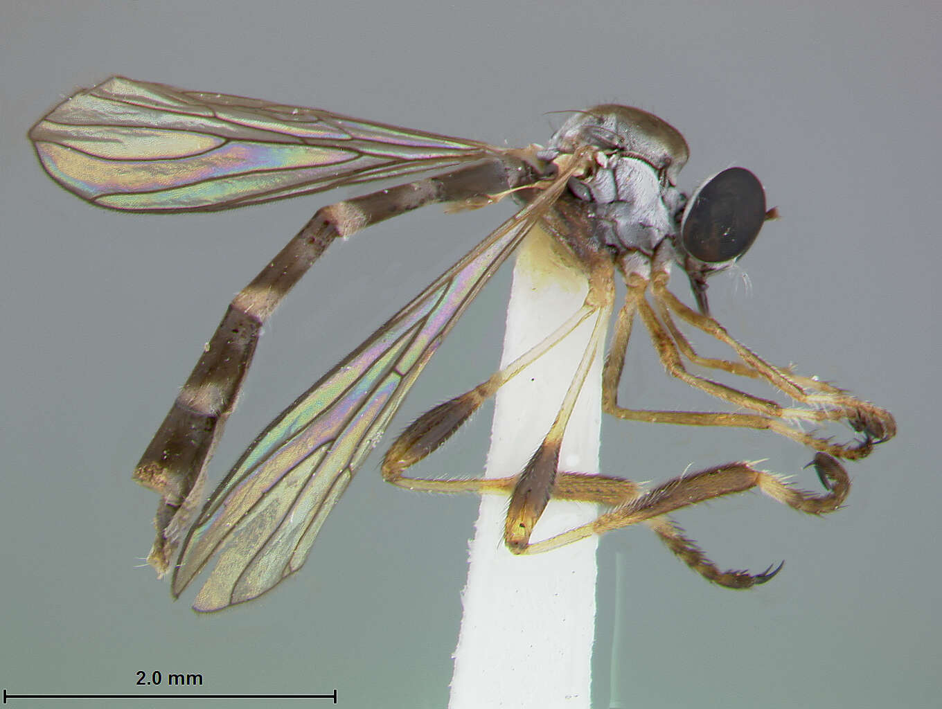 Image of Beameromyia vulgaris Martin 1957