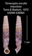 Imagem de Torrecoptis occulta maculosa C. de la Torre & Bartsch 1972