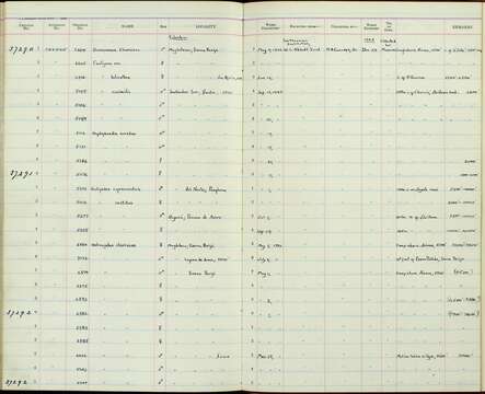 Image of Eriocnemis vestita vestita (Lesson & R 1839)