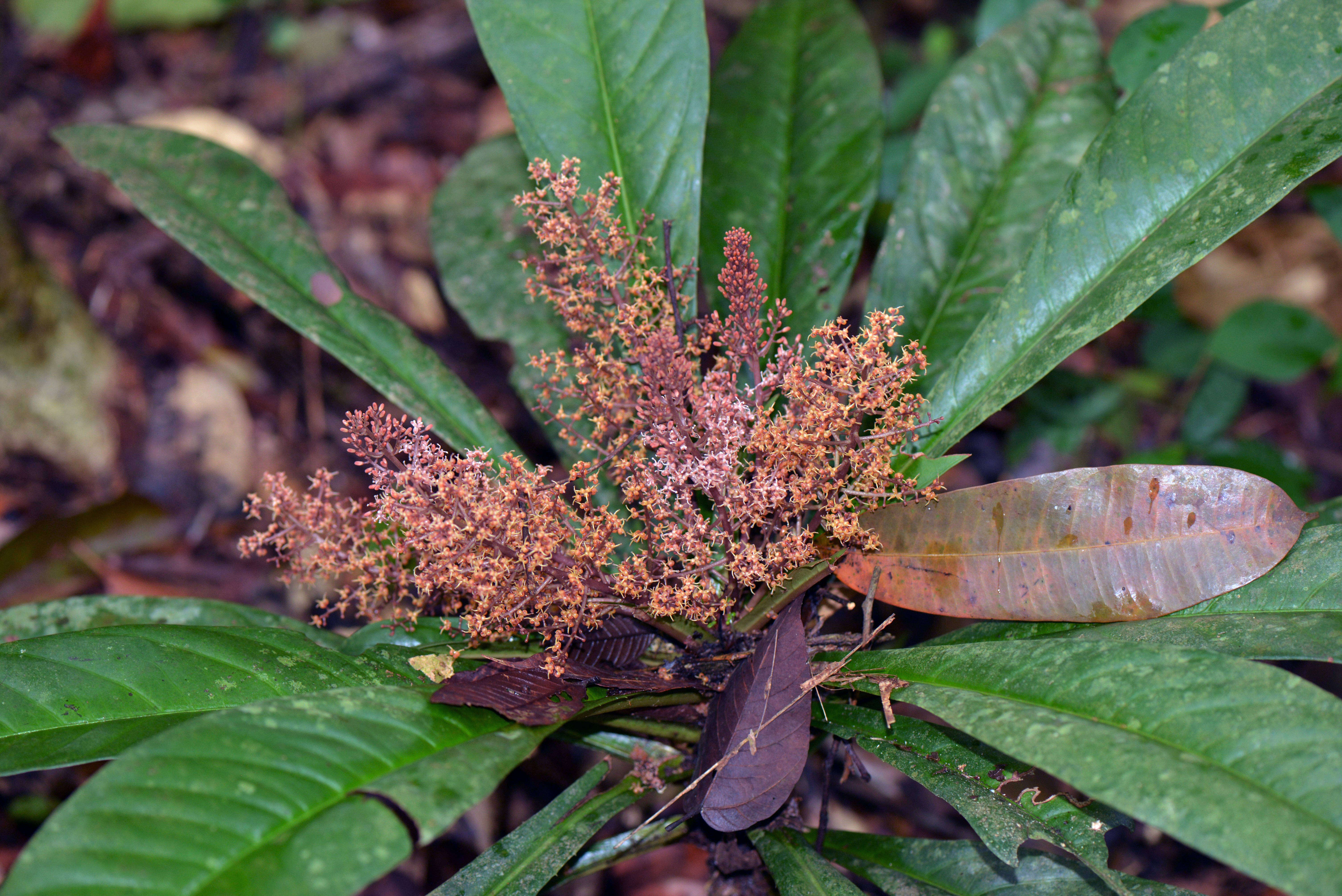 Image of Primulaceae