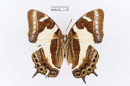 Image of Polyura clitarchus Hewitson 1874