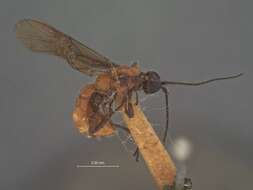 Image of Odontobracon californicus Rohwer 1917