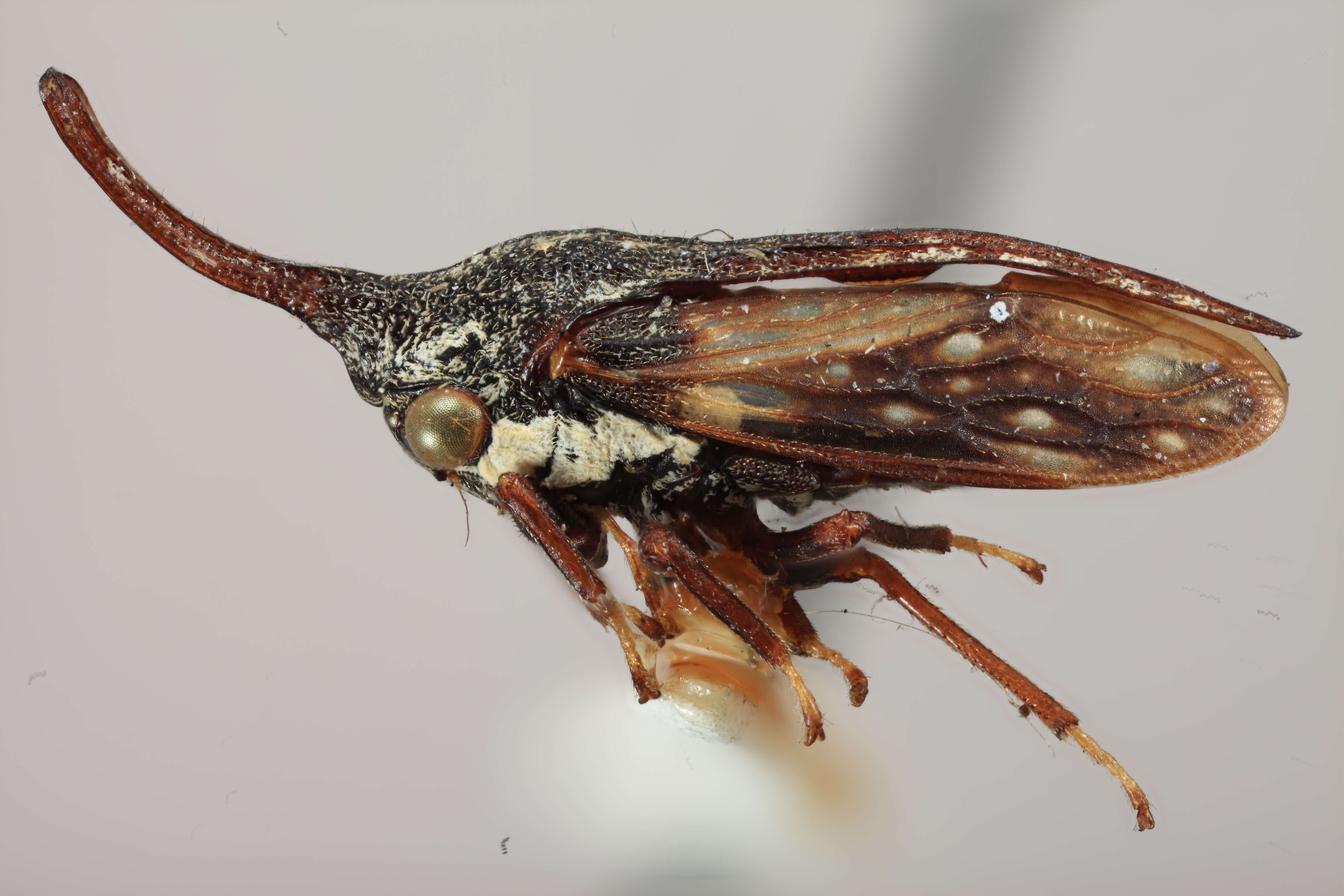 Image of Orekthophora cornuta Funkhouser