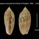 Image of Oliva (Strephona) sayana sarasotensis Petuch & Sargent