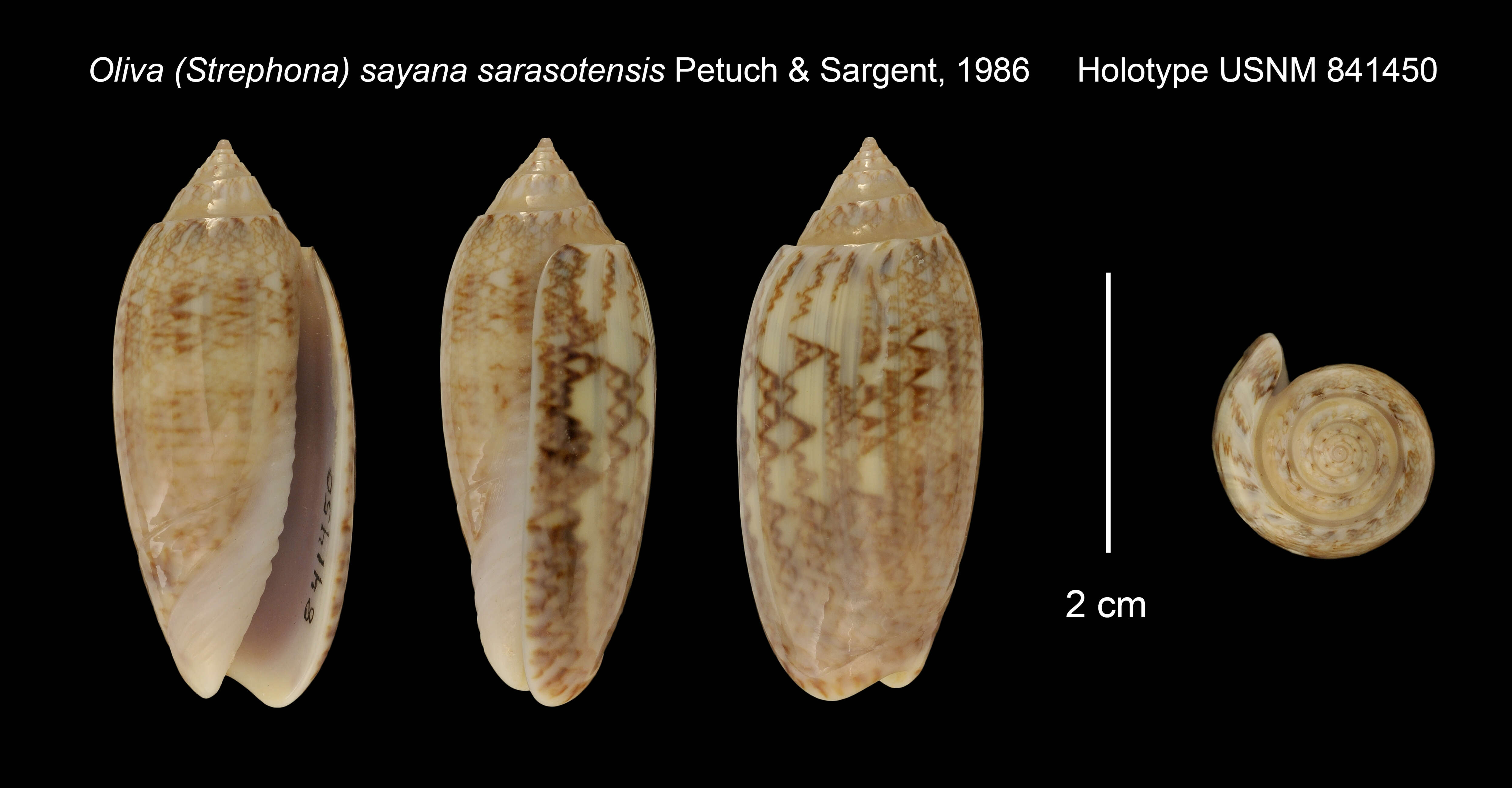 Image of Oliva (Strephona) sayana sarasotensis Petuch & Sargent