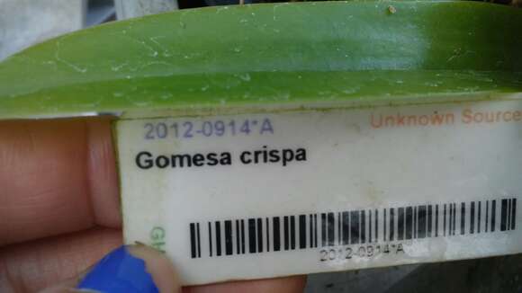 Слика од Gomesa crispa (Lindl.) Klotzsch ex Rchb. fil.