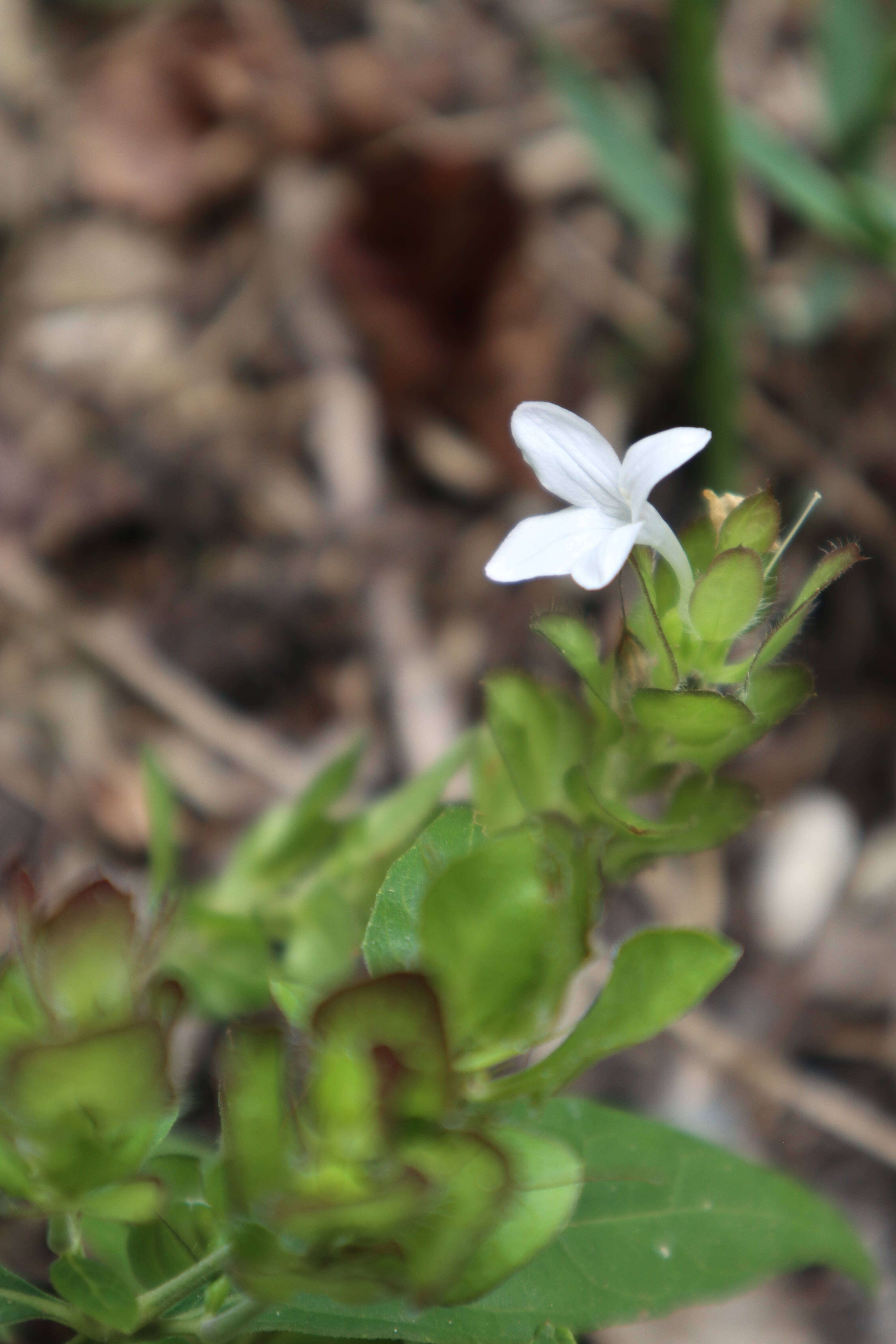 Yeatesia viridiflora (Nees) Small resmi