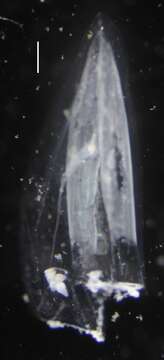 Image of Chelophyes contorta (Lens & van Riemsdijk 1908)