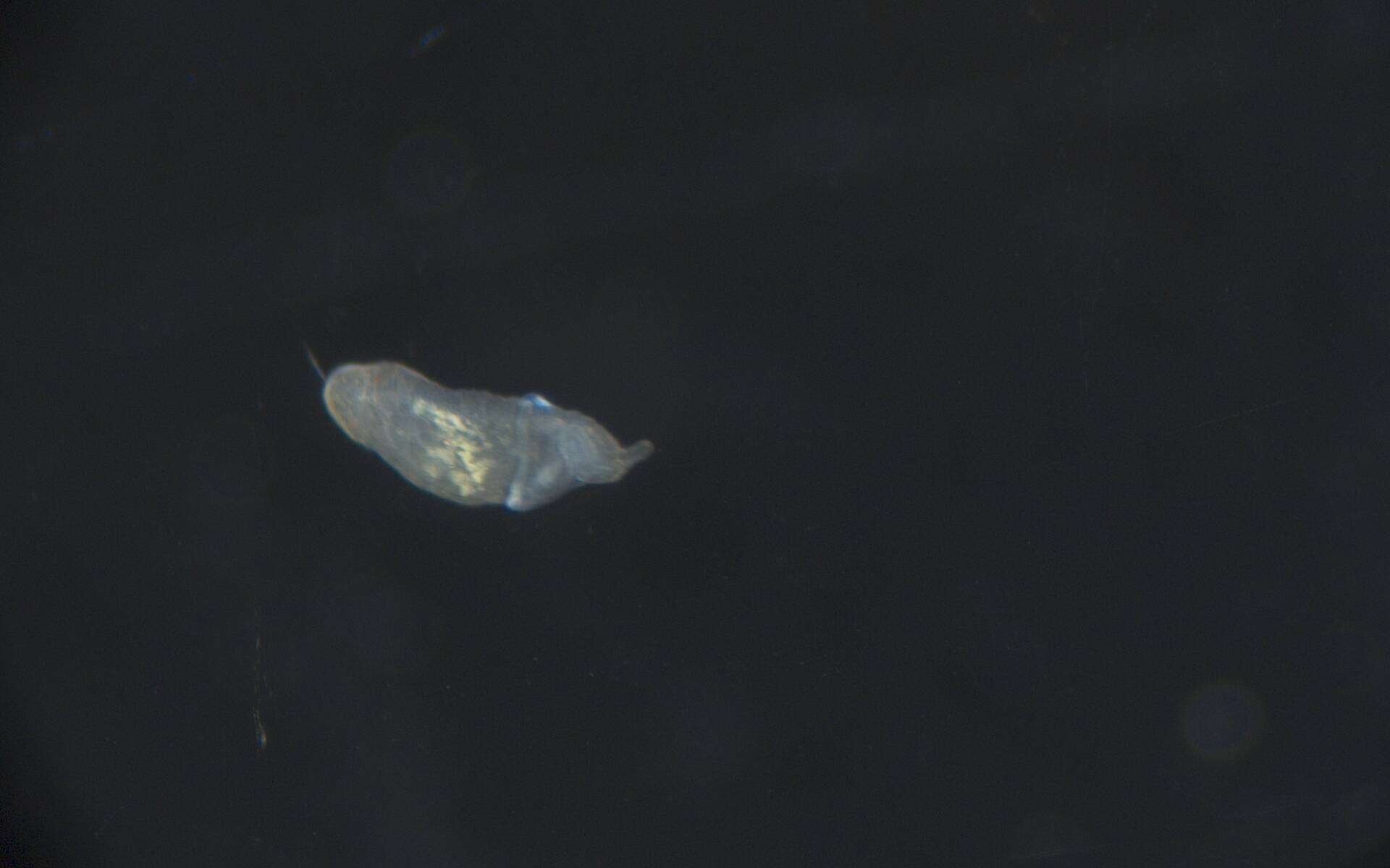 Image of Chaetopteridae