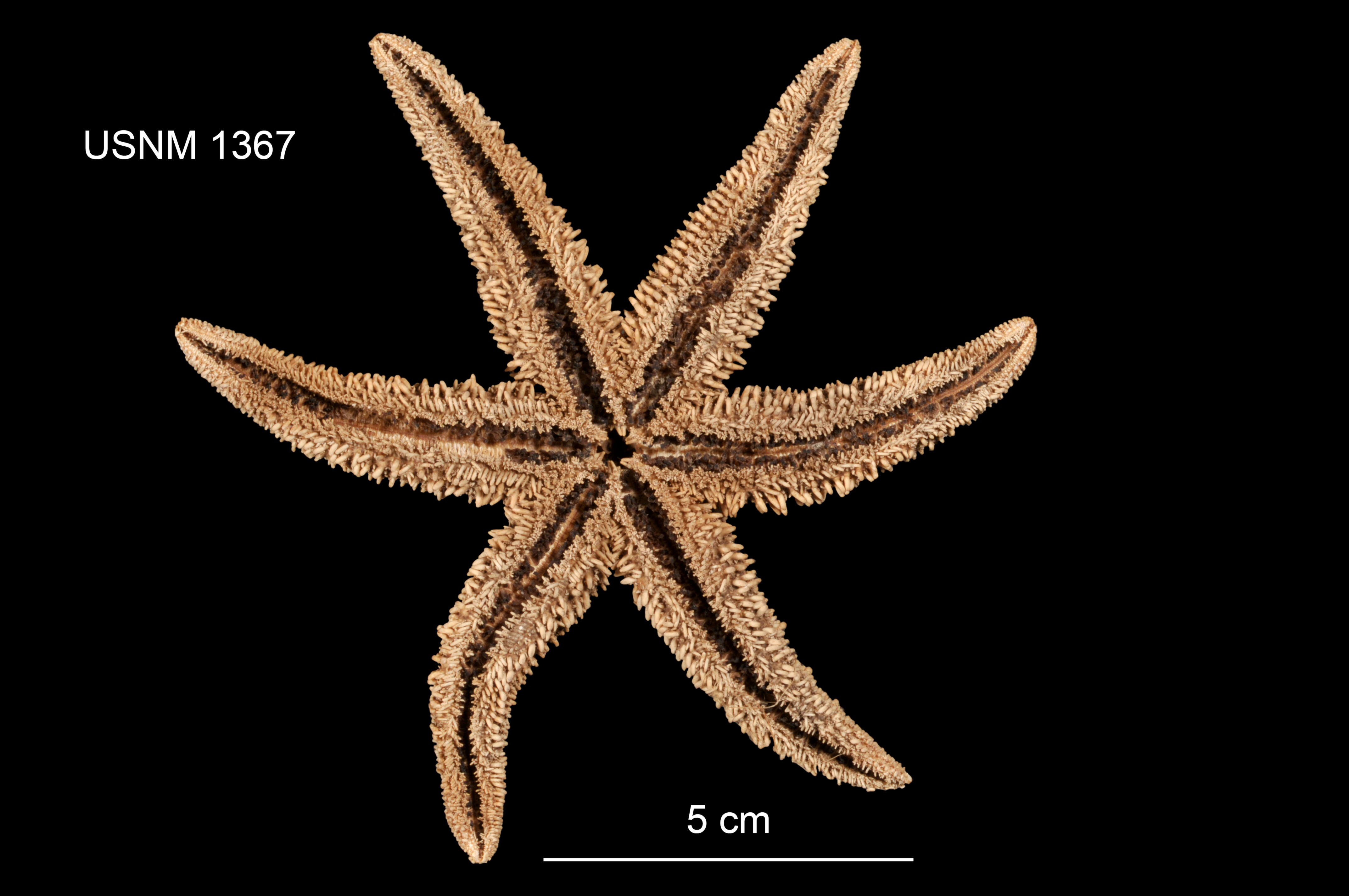 Image of Leptasterias (Hexasterias) polaris acervata (Stimpson 1861)