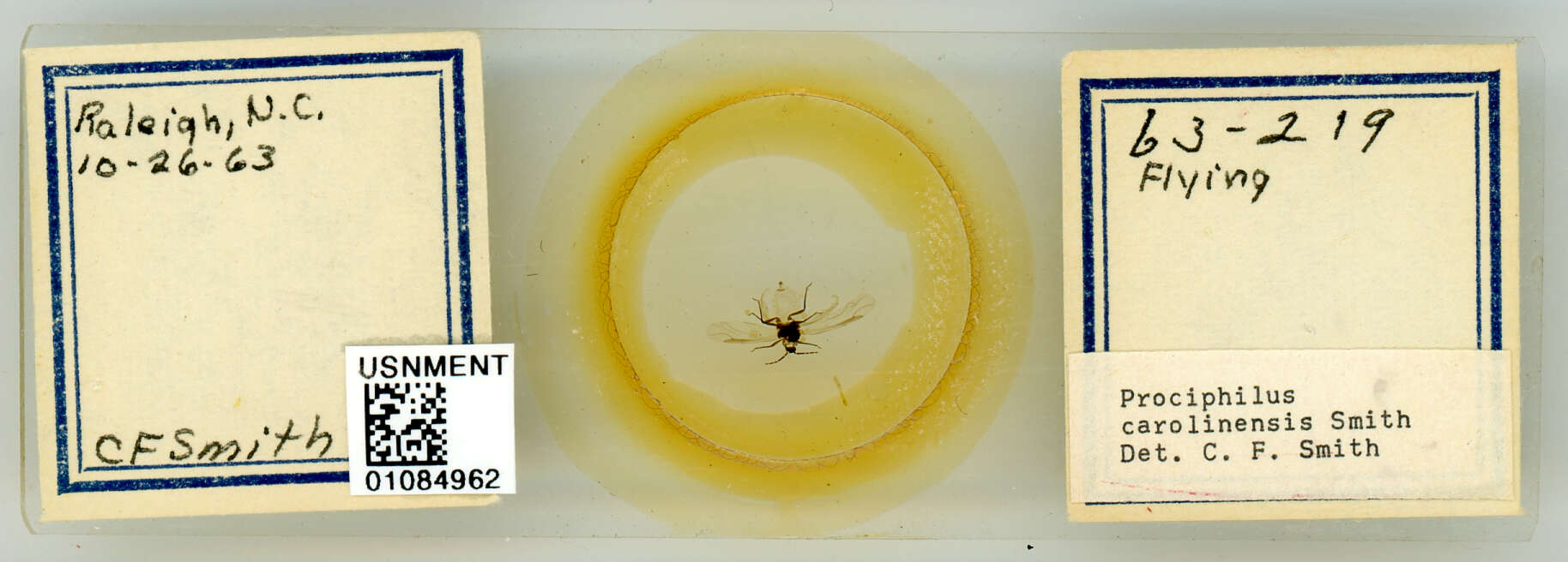 Image of Prociphilus (Prociphilus) carolinensis Smith & C. F. 1969