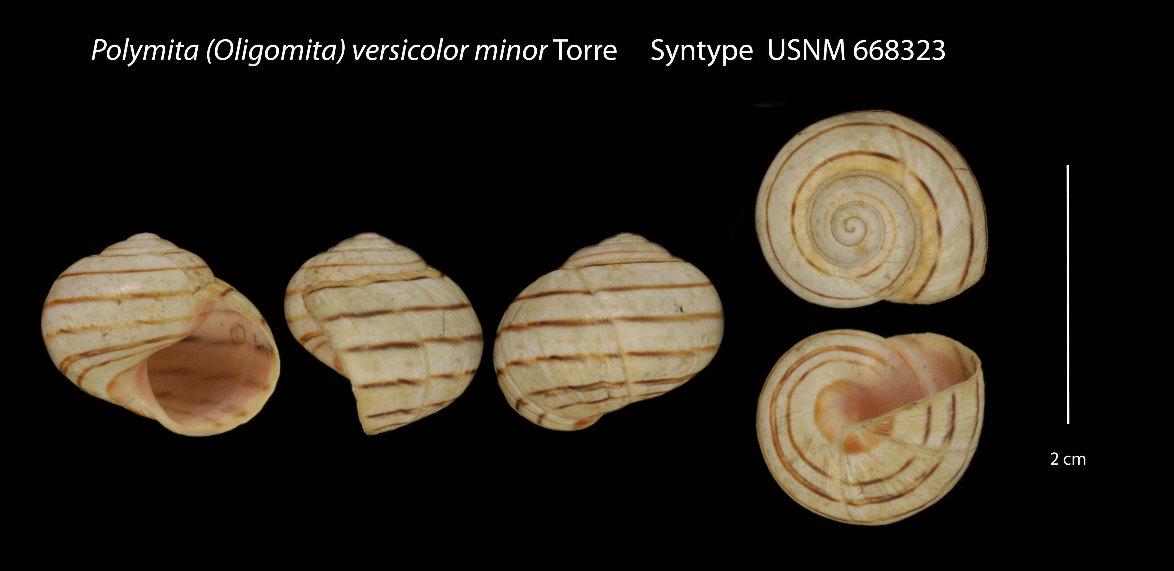 Image of Polymita versicolor (Born 1778)