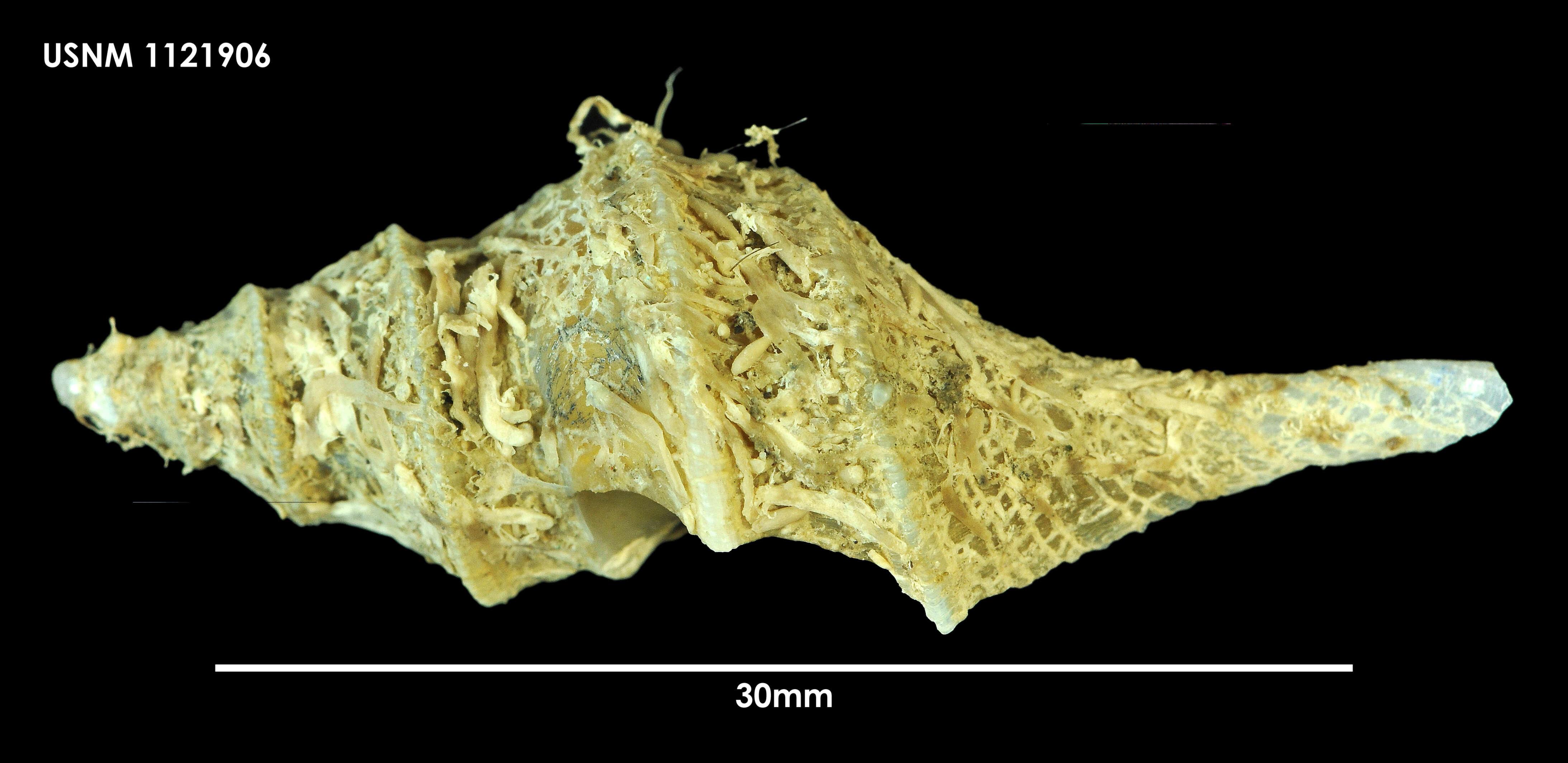 Plancia ëd Aforia multispiralis Dell 1990