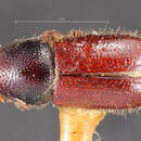 Image of Conophthorus ponderosae Hopkins 1915
