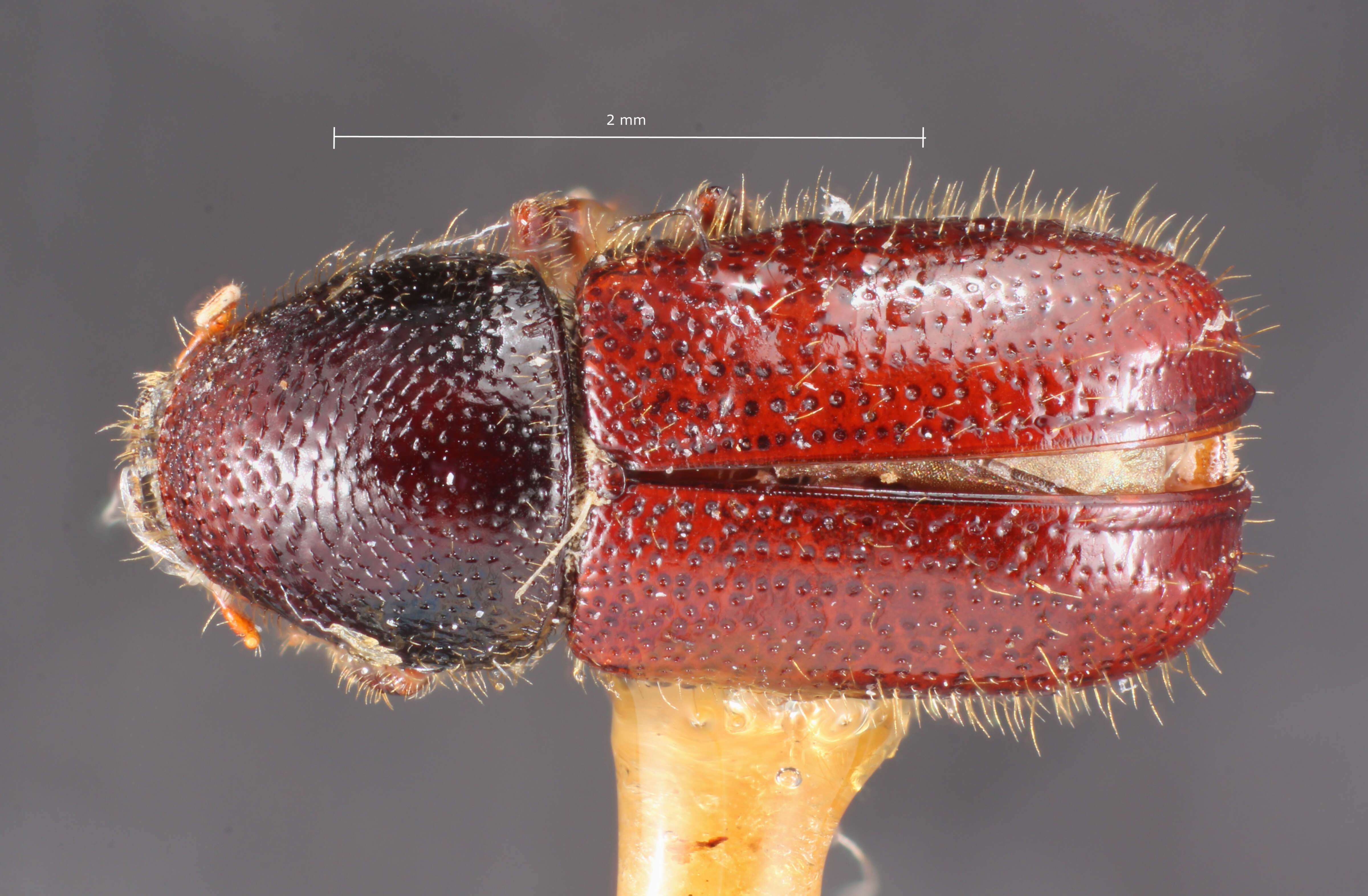 Plancia ëd Conophthorus ponderosae Hopkins 1915