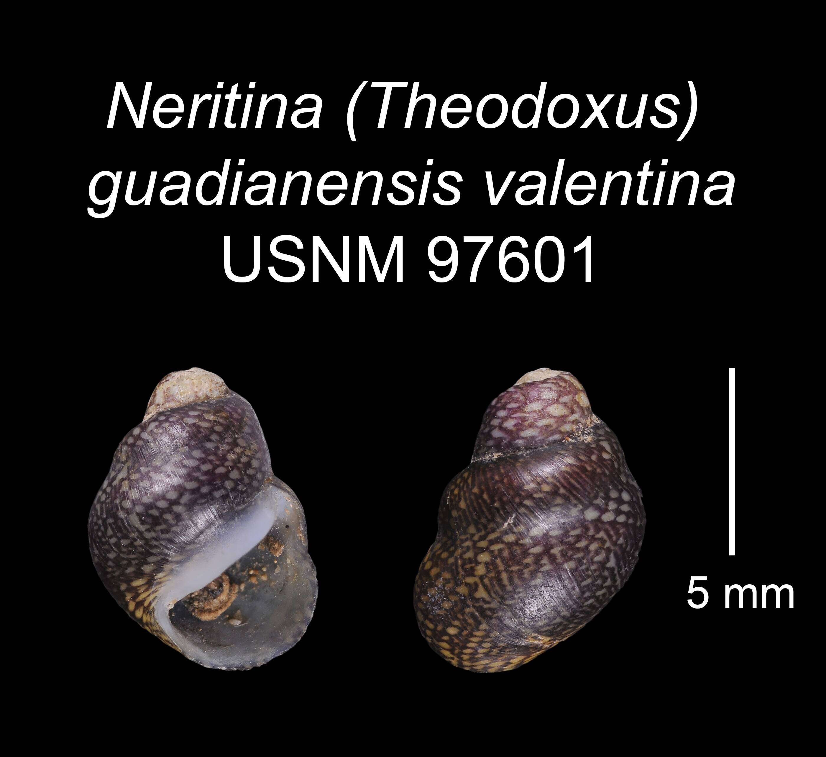 Image of <i>Neritina guadianensis</i> Morelet 1845