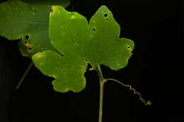 Ibervillea hypoleuca (Standl.) C. Jeffrey resmi