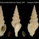 Image of Drillia blakensis Tippett 2007