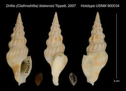 Image of Drillia blakensis Tippett 2007