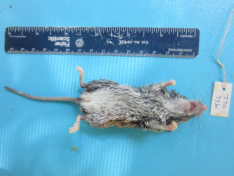 Image of White-footed Deermouse